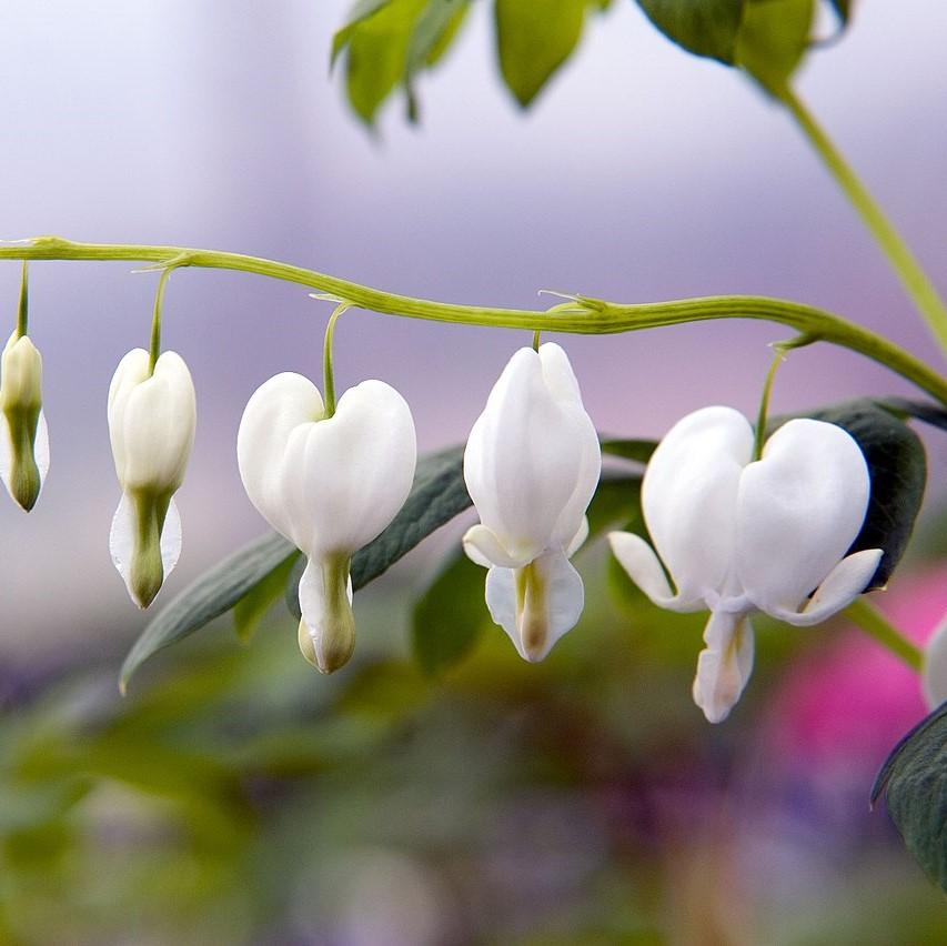 Bleeding Heart 'Alba' Potted White Bleeding Heart Plant