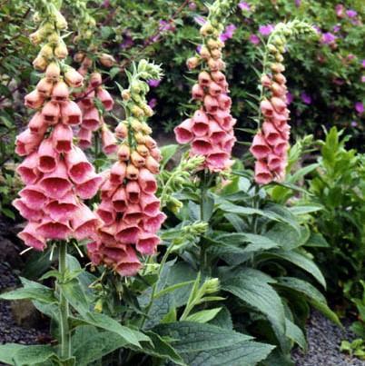 Foxglove mertonensis Potted  Strawberry Foxglove Plant