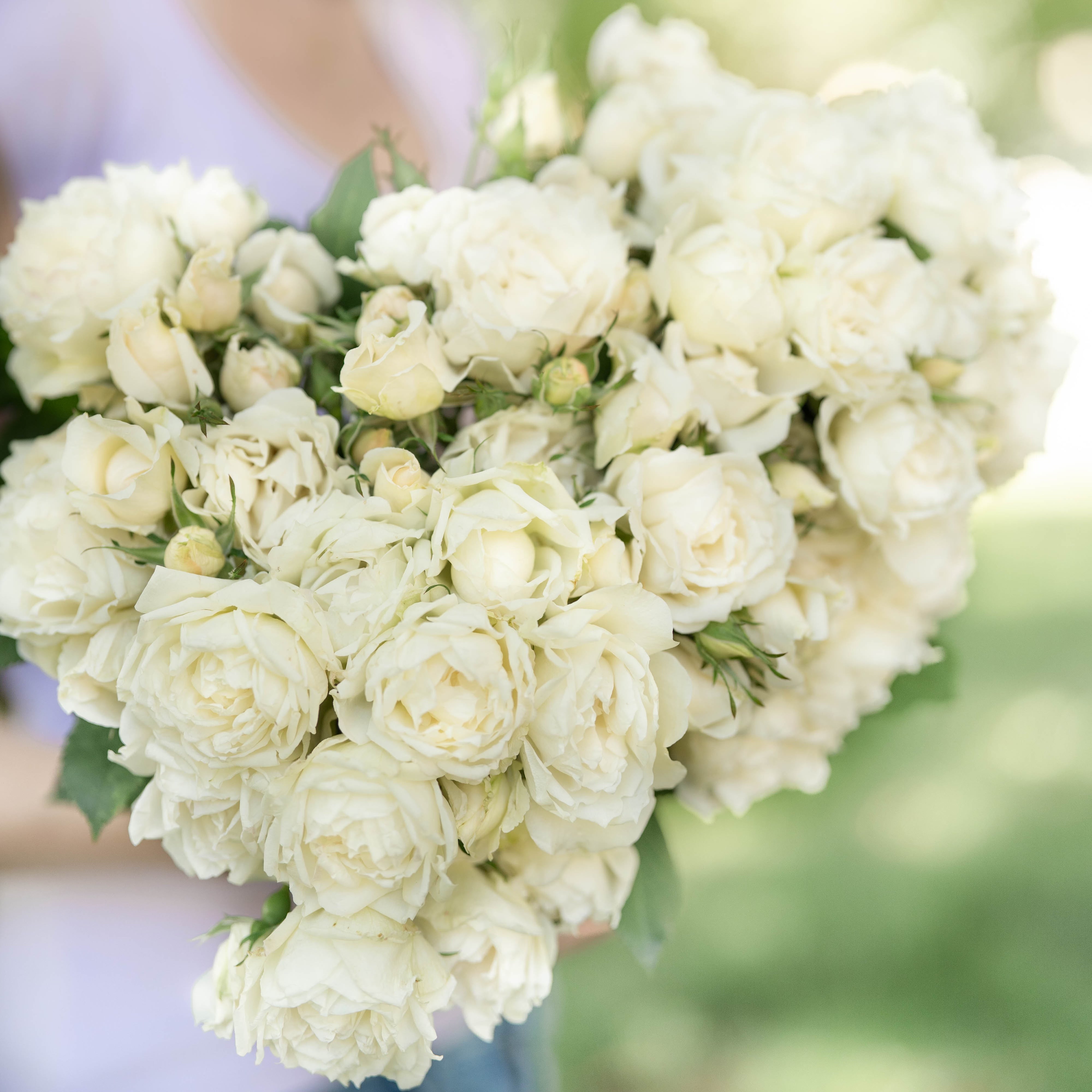 Icecap™  Bare Root Tree Rose