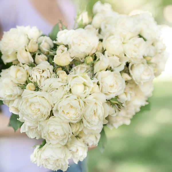 Icecap™  Bare Root Tree Rose