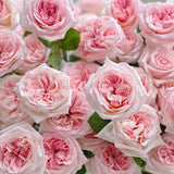 Pink O’Hara™ Rose Bush