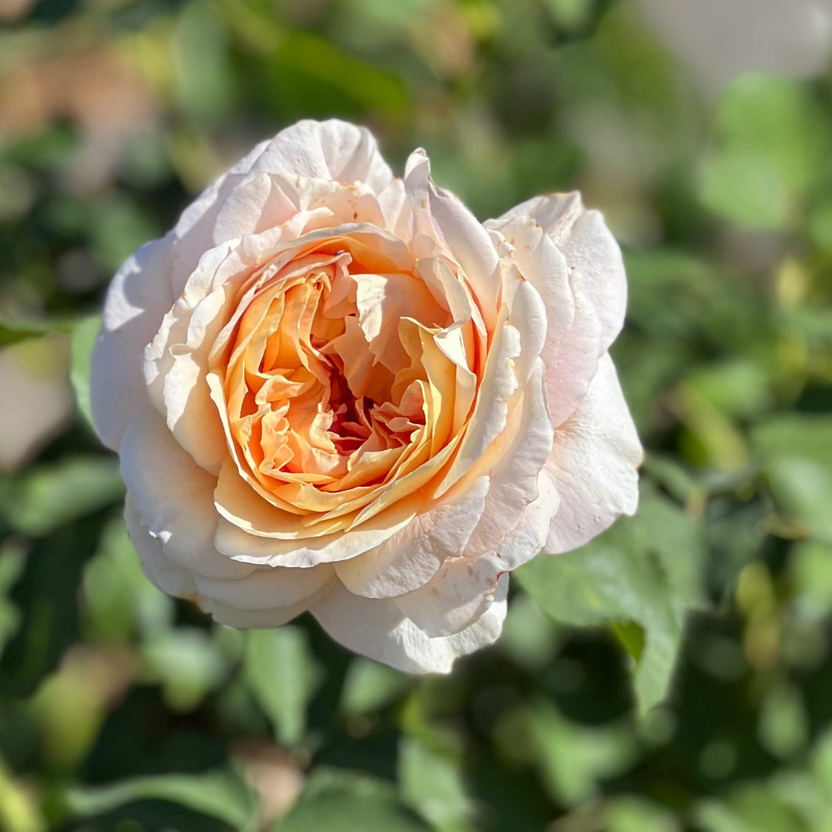Crazy Love™ Rose Bush