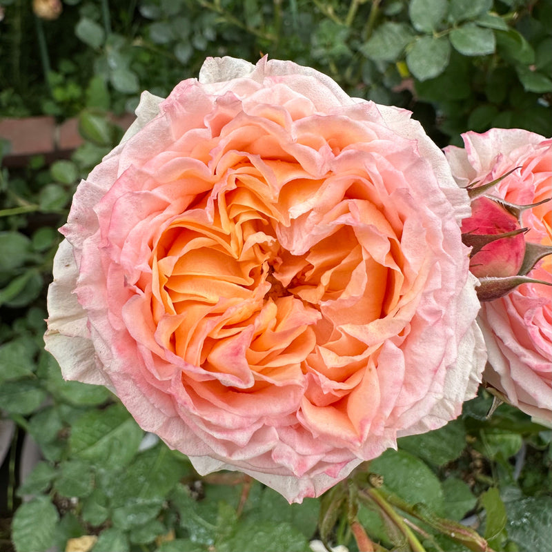 Georgia Peach™ Rose Bush