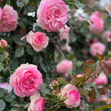 Eden Climber® (Pierre de Ronsard) Rose Bush