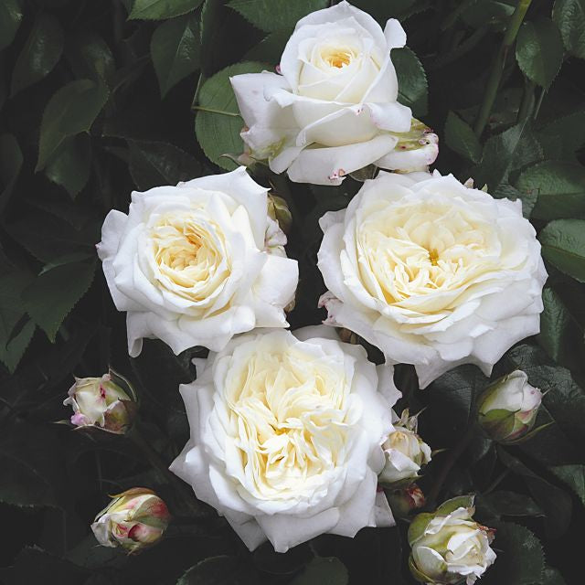 Alabaster™ Rose Bush