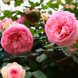 Eden Climber® (Pierre de Ronsard) Rose Bush