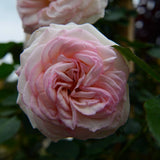 Eden Climber® (Pierre de Ronsard) Rose Bush