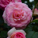 Eden Climber® (Pierre de Ronsard) Rose Bush