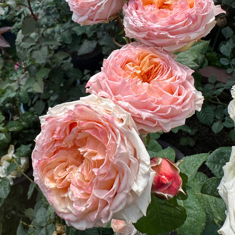 Georgia Peach™ Rose Bush