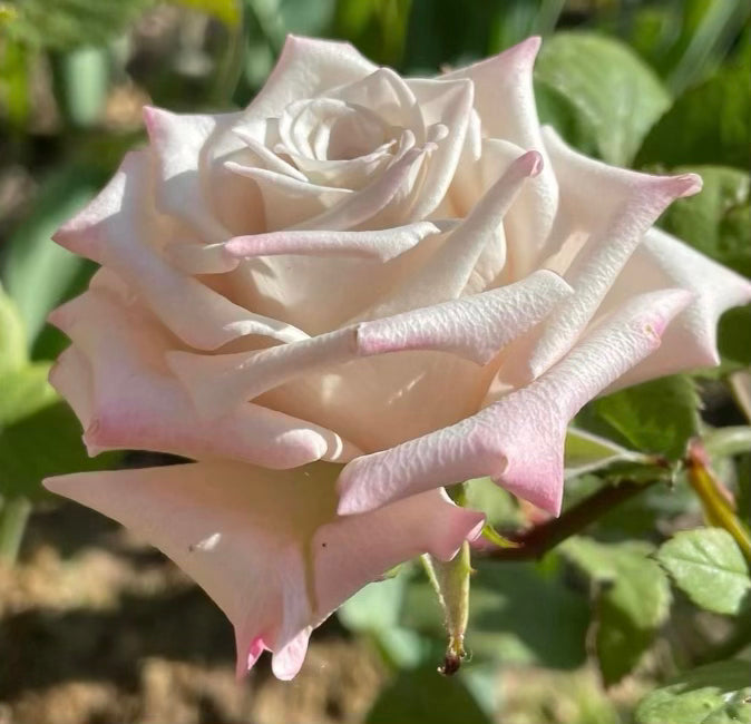 Menta™ Potted Rose Bush