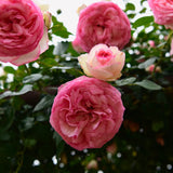 Eden Climber® (Pierre de Ronsard) Rose Bush