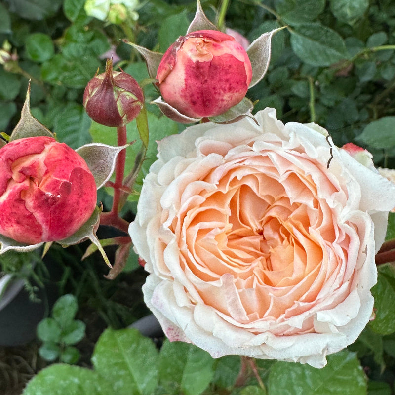 Georgia Peach™ Rose Bush