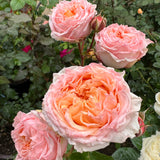 Georgia Peach™ Rose Bush