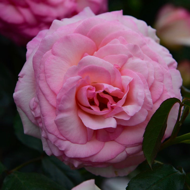 Eden Climber® (Pierre de Ronsard) Rose Bush