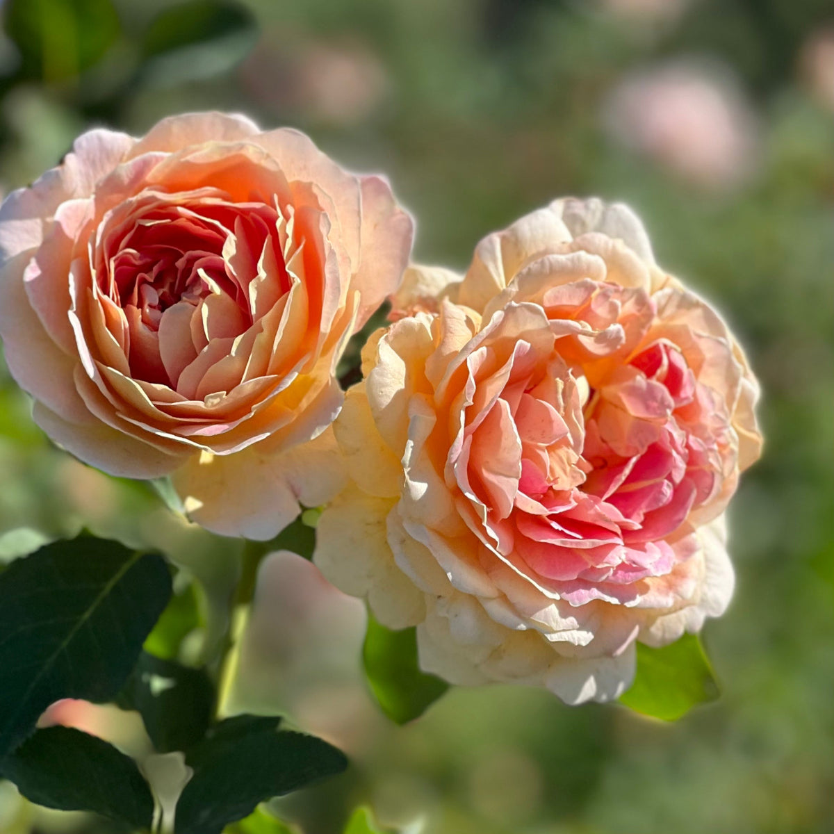 Crazy Love™ Rose Bush