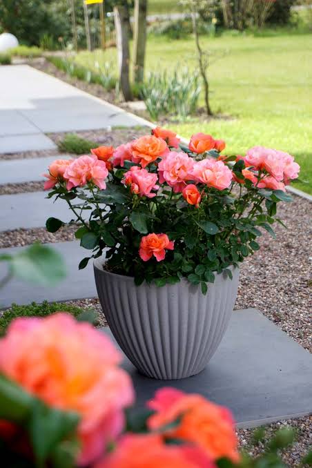 Sugar Candy Rose™ Bare Root Rose Bush