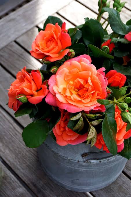 Sugar Candy Rose™ Bare Root Rose Bush