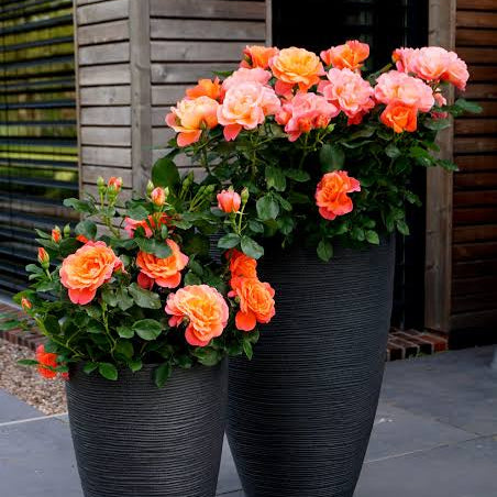 Sugar Candy Rose™ Bare Root Rose Bush