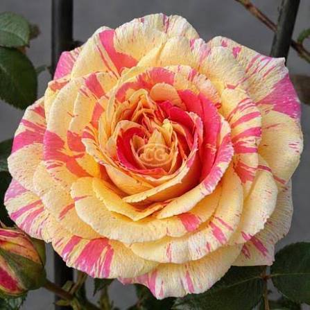 True Bloom Roses® True Delight™ Bare Root Climbing Rose