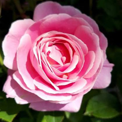 True Bloom Roses® True Perfume™ Bare Root Rose Bush