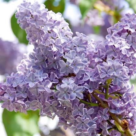 President Lincoln Bare Root Lilac Bush