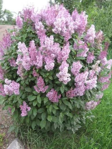Minuet Bare Root Lilac Bush
