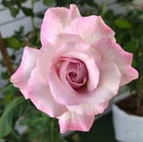 Nicole Carol Miller™ Rose Bush