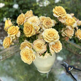 Golden Mustard™ Rose Bush