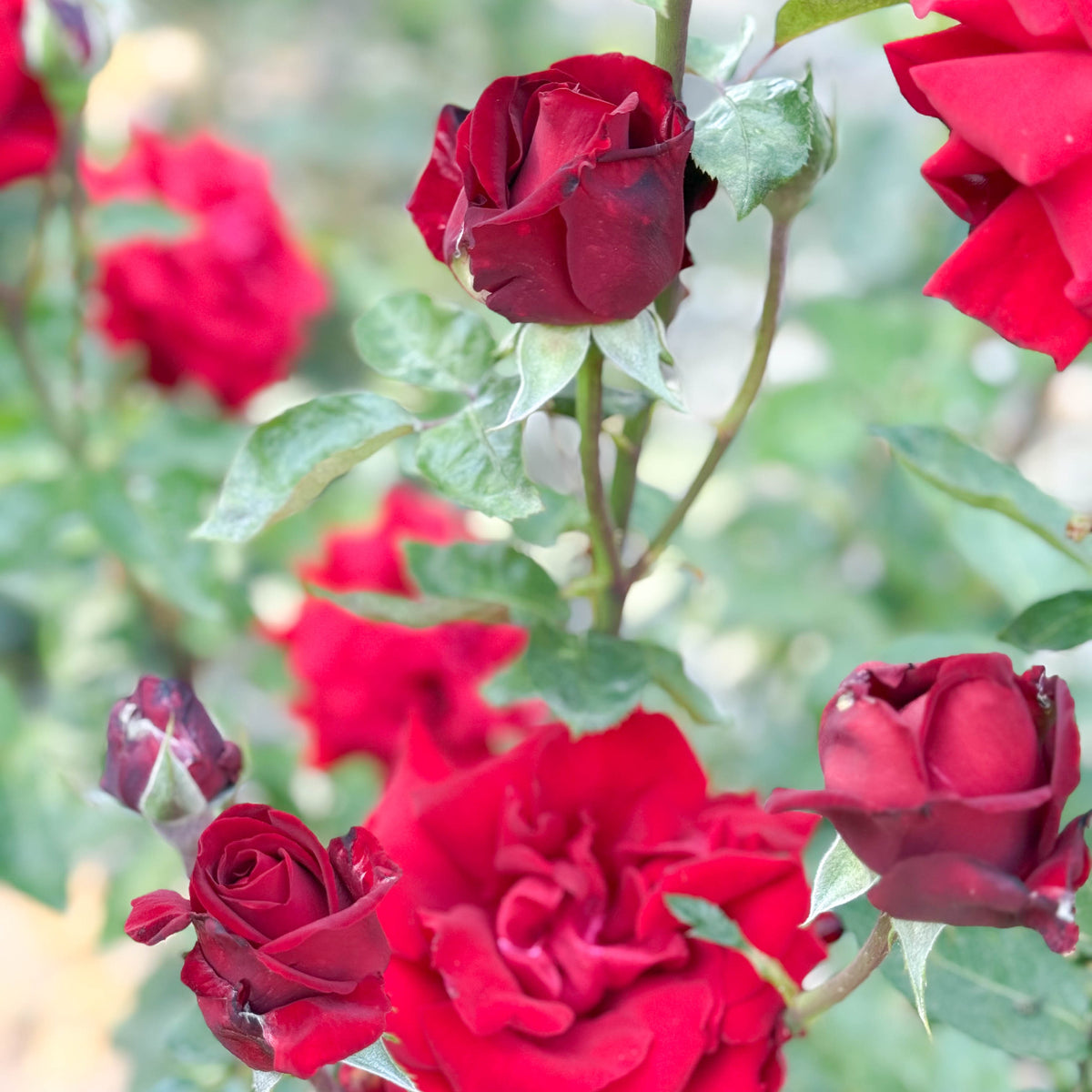 Ingrid Bergman® Bare Root Rose Bush