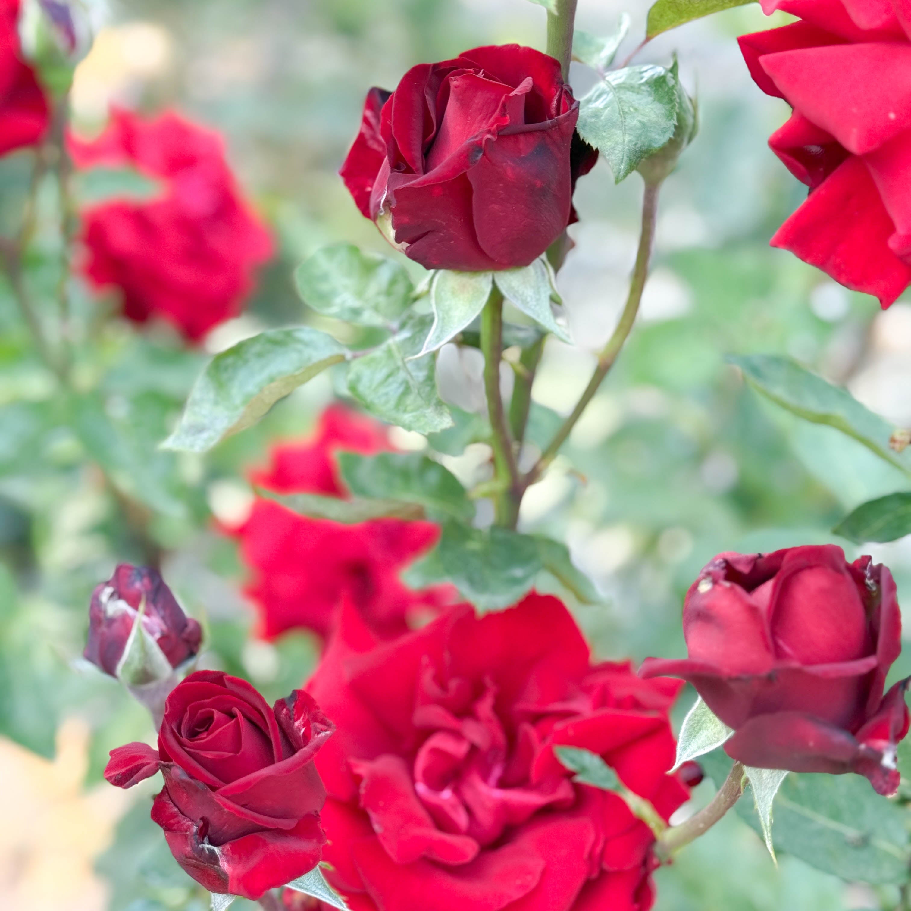 Ingrid Bergman® Potted Tree Rose