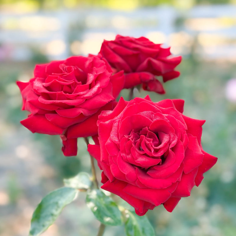 Ingrid Bergman® Bare Root Tree Rose