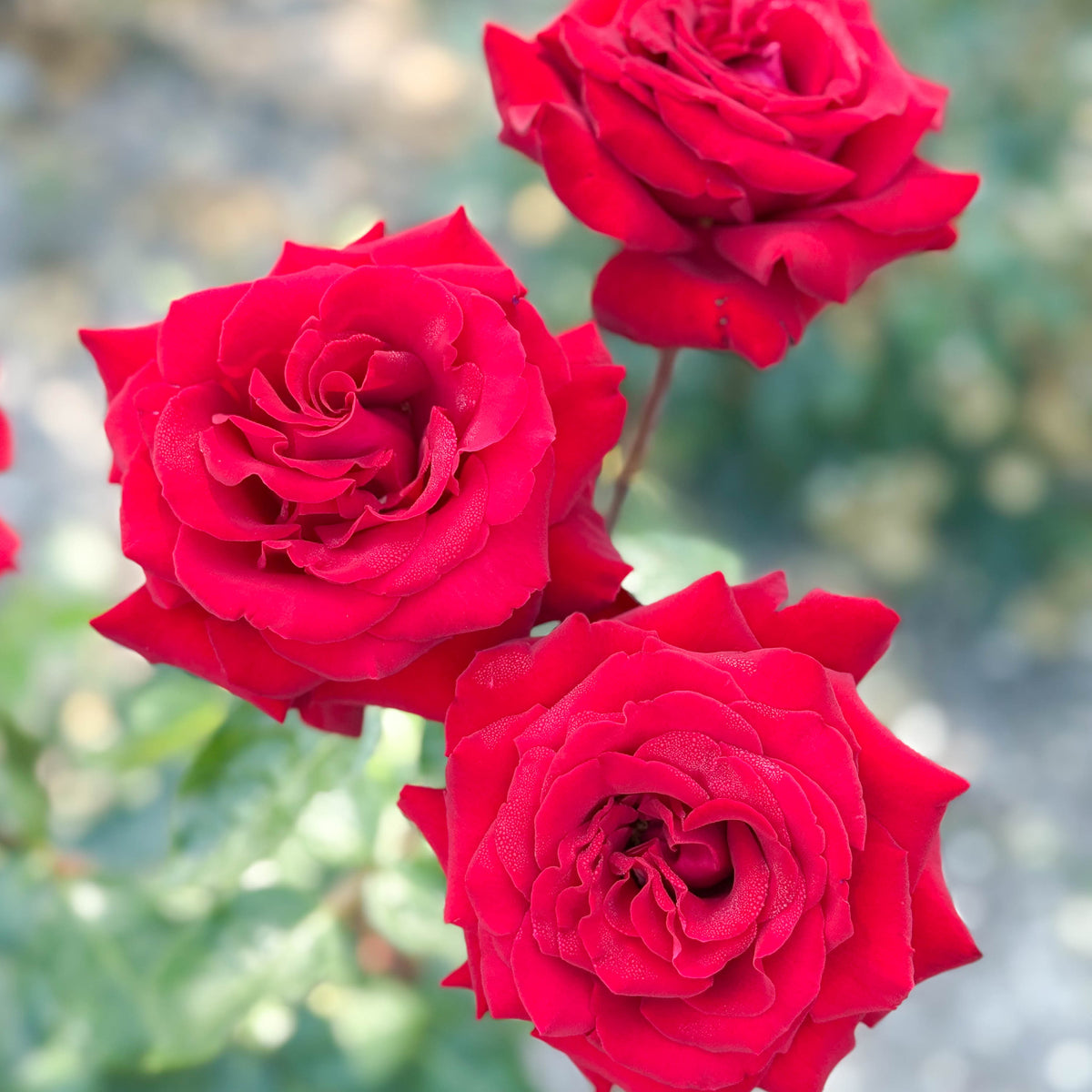 Ingrid Bergman® Bare Root Rose Bush