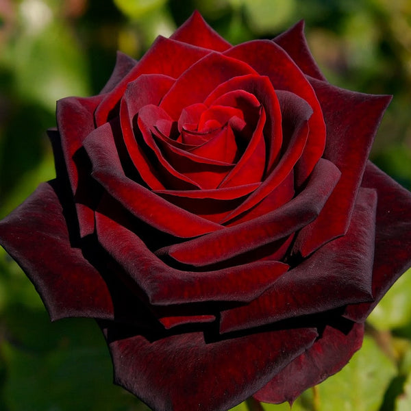 Ink Spots Bare Root Rose Bush