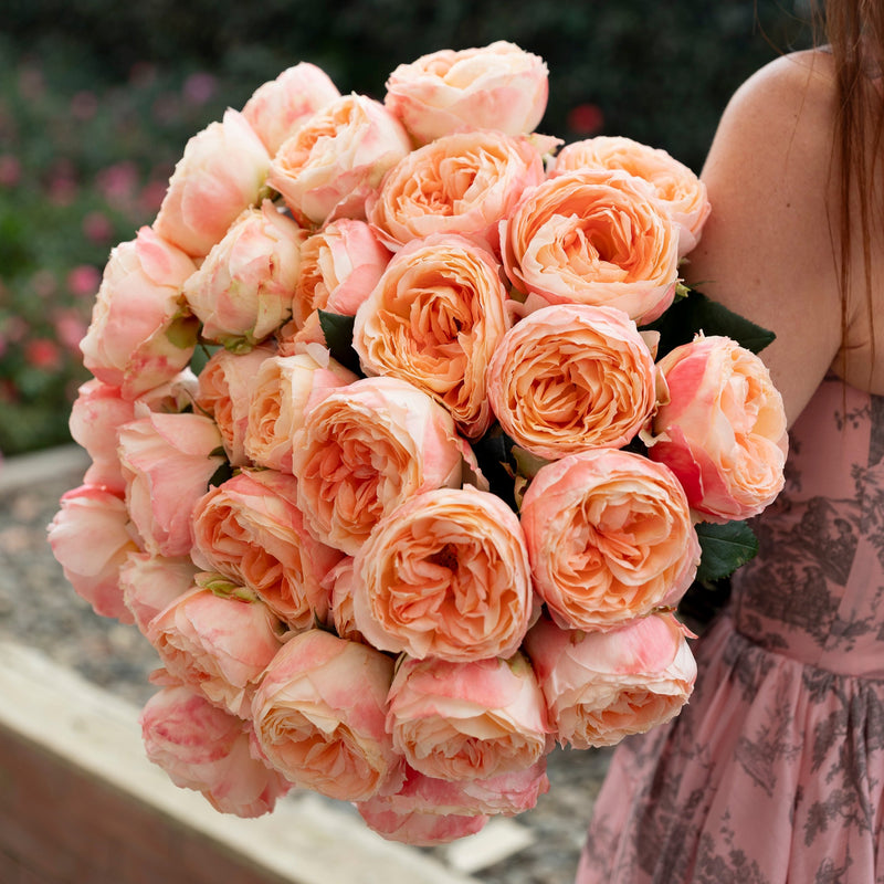 "Always in Bloom" Garden Rose Subscription