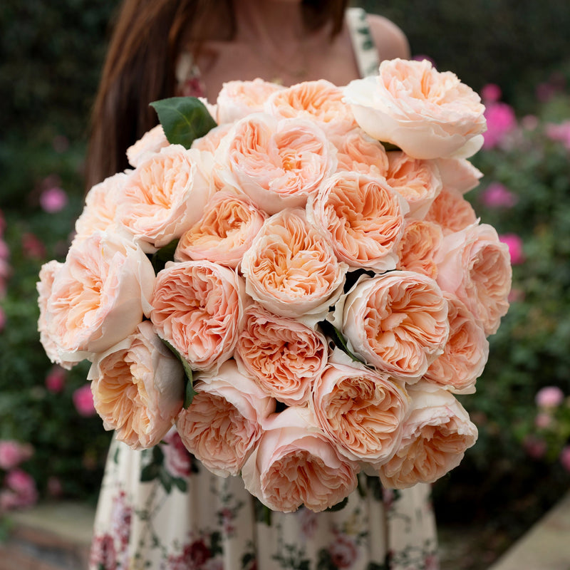 "Always in Bloom" Garden Rose Subscription