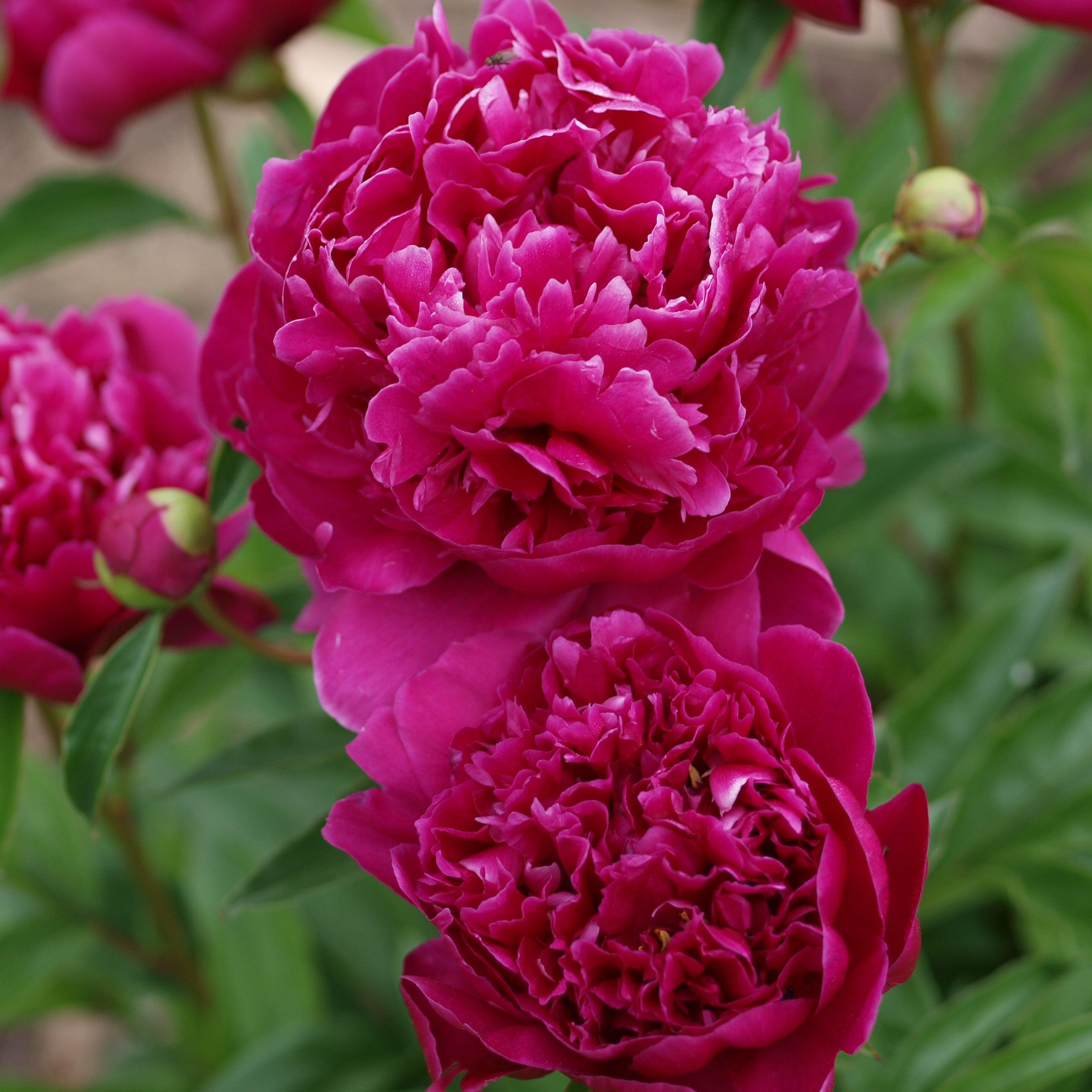 Peony 'Kansas'  Potted Peony Plant