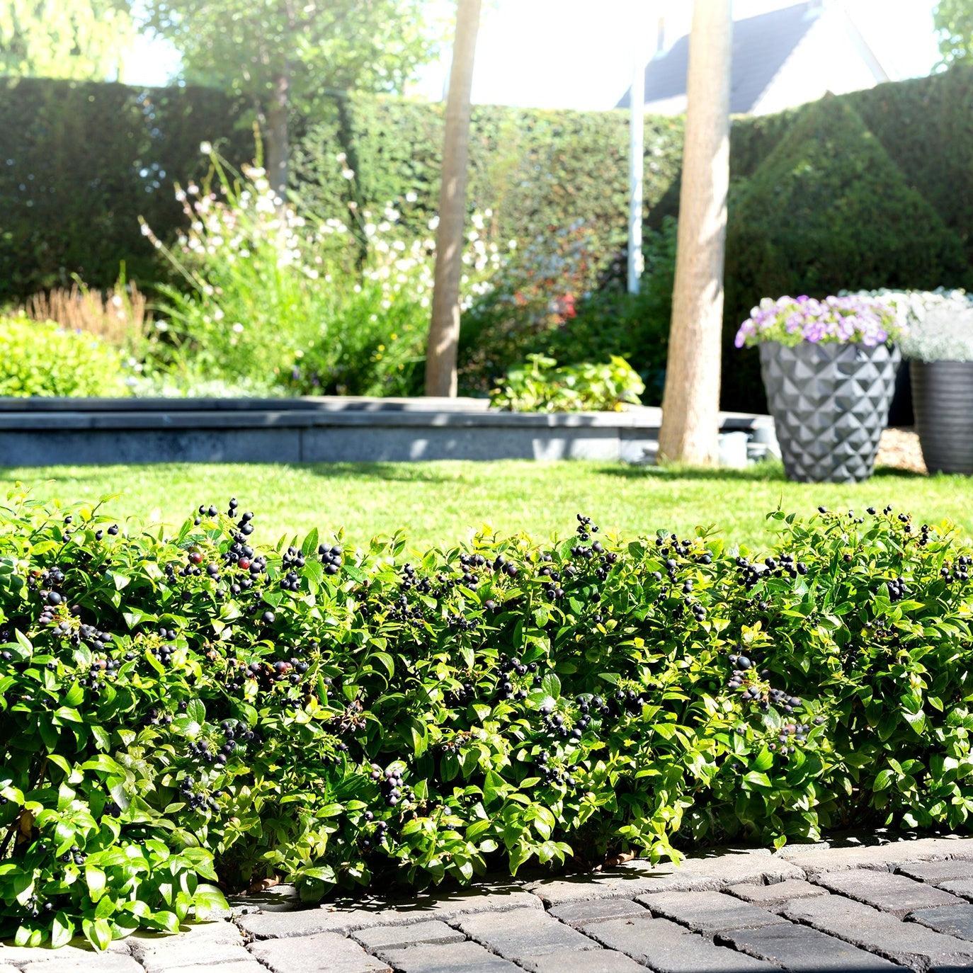 Blueberry Bushel and Berry® BerryBux® Potted Blueberry Plant