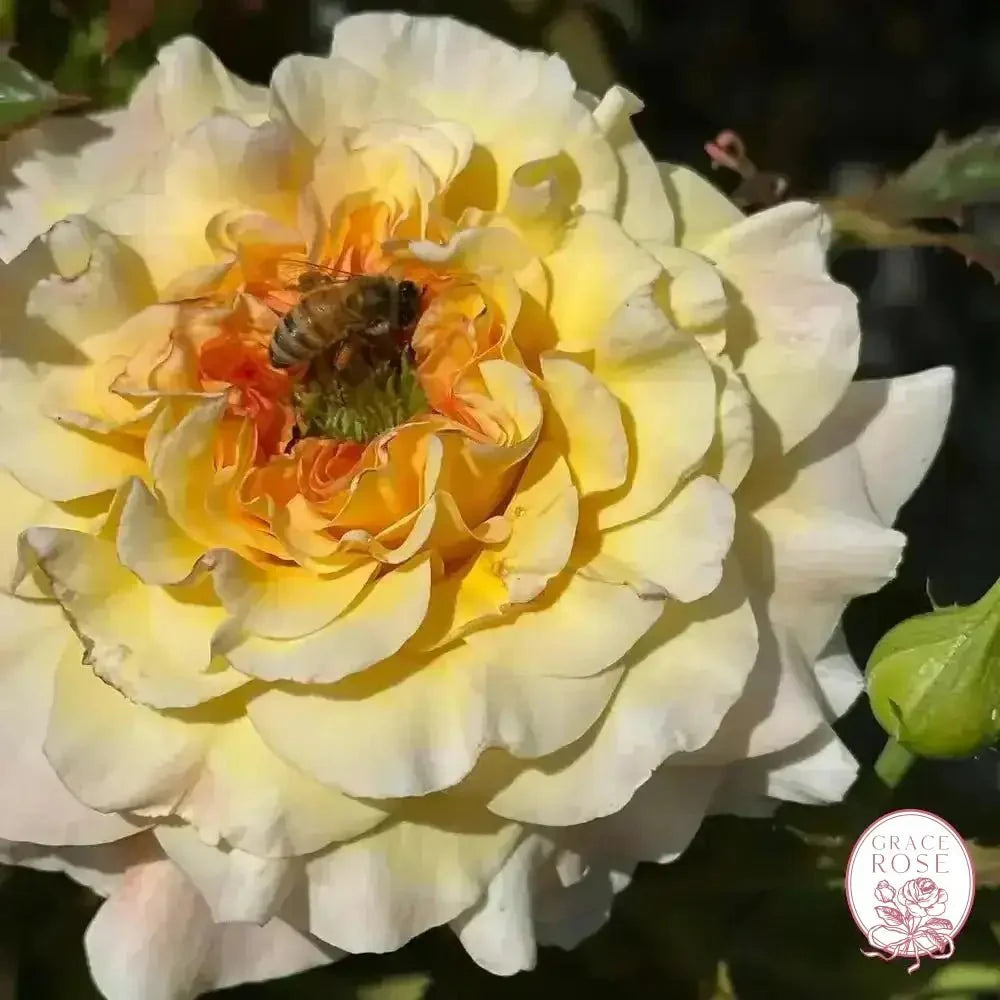 Jason's Resolv Bare Root Rose Bush