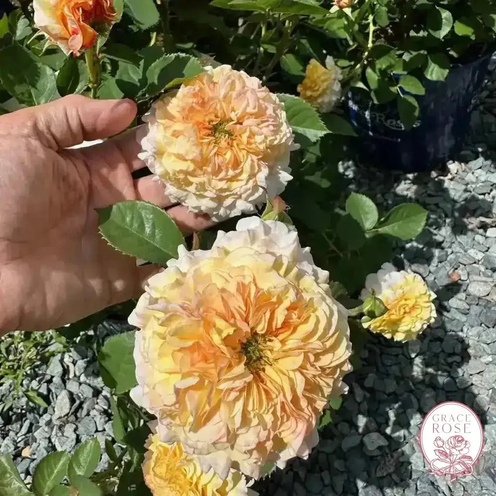 Jason's Resolv Bare Root Rose Bush