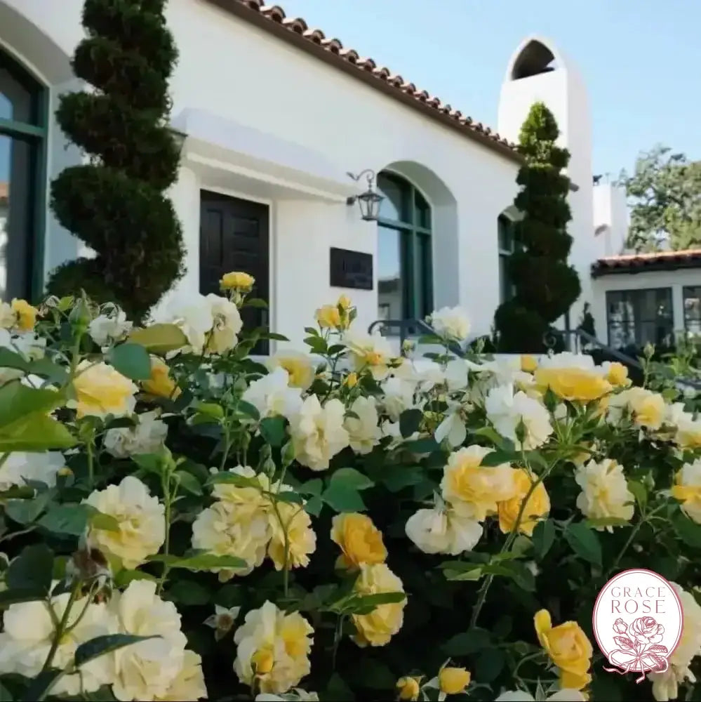 Julia Child™ Potted Tree Rose
