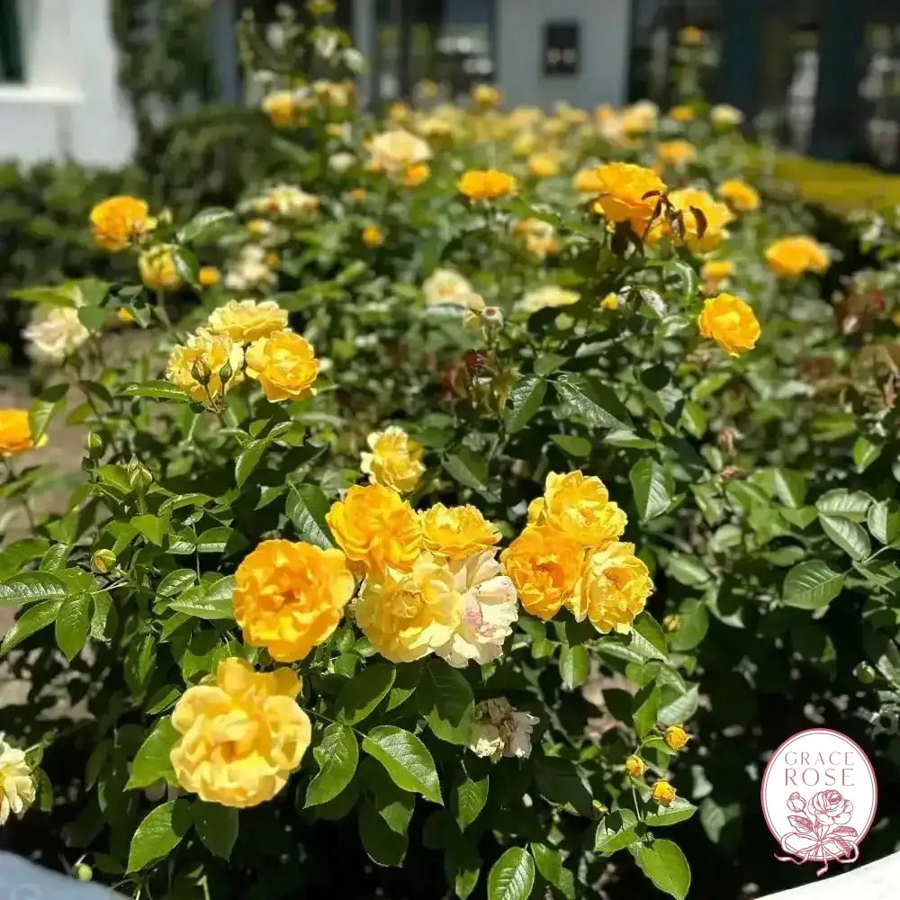 Julia Child™ Potted Tree Rose