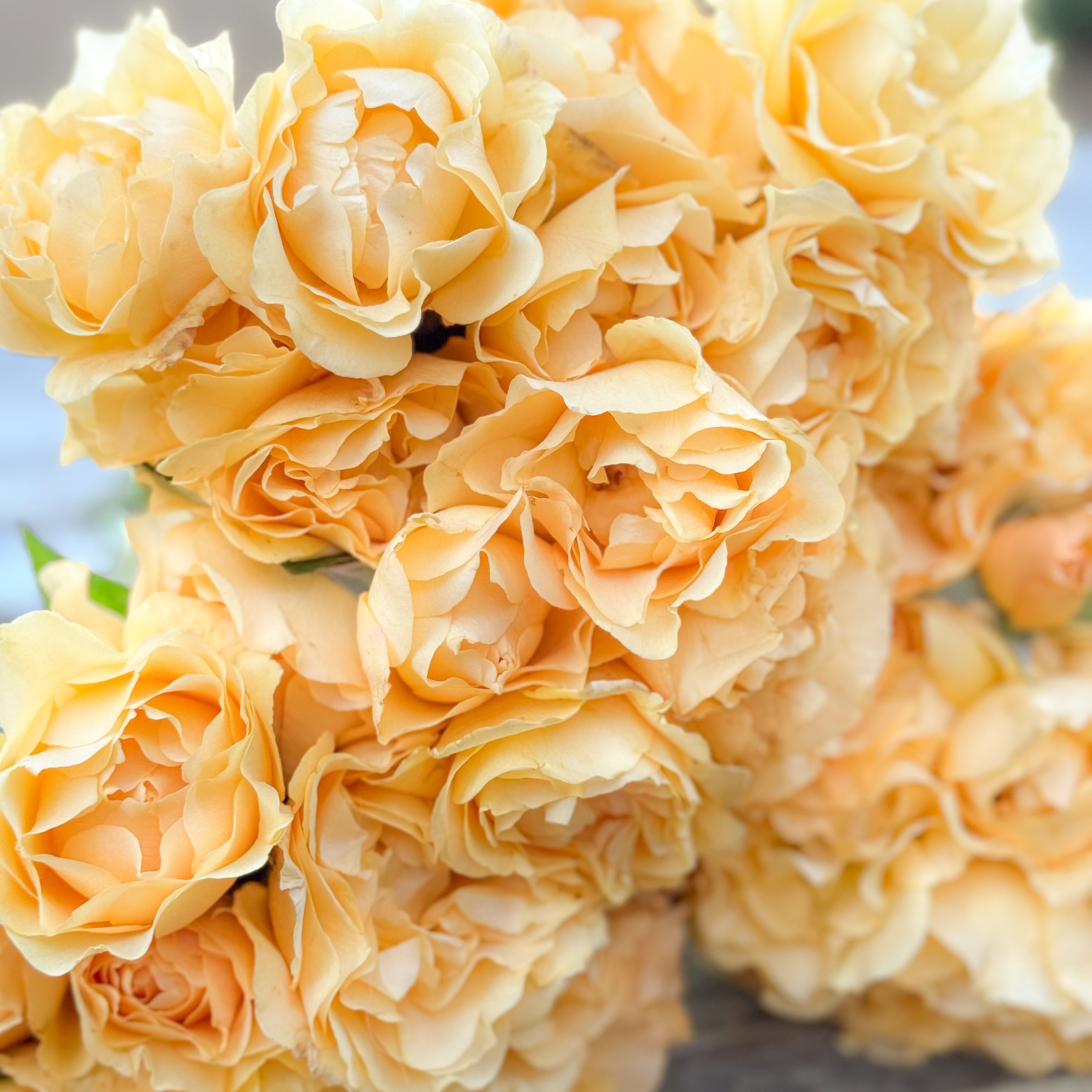 Julia Child™ Bare Root Tree Rose