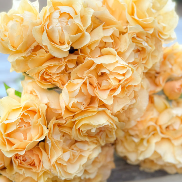 Julia Child™ Bare Root Rose Bush