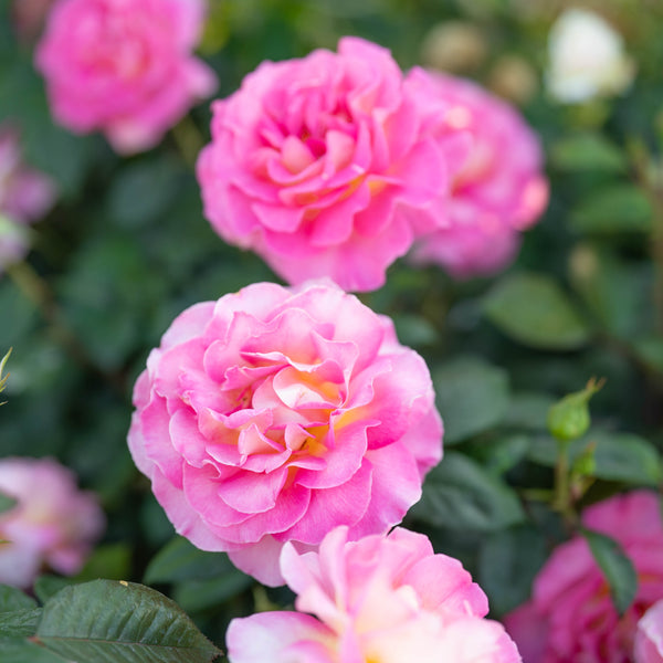 Julie Andrews Bare Root Rose Bush