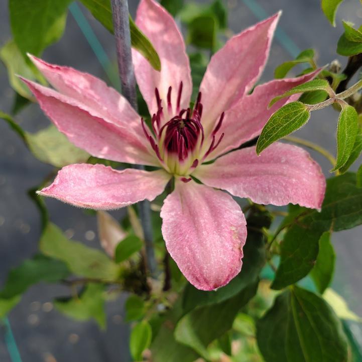 Clematis Raymond Evison® Boulevard® Sarah Elizabeth™  Potted Clematis Plant