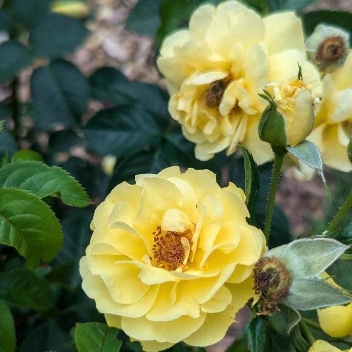 Proven Winners® Reminiscent® Yellow Potted Rose Bush