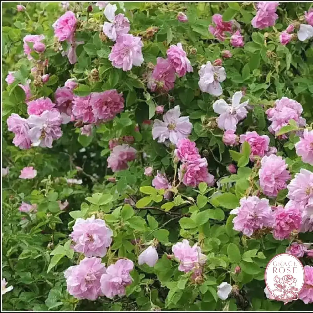 Kazanlik Damask Potted Rose Bush