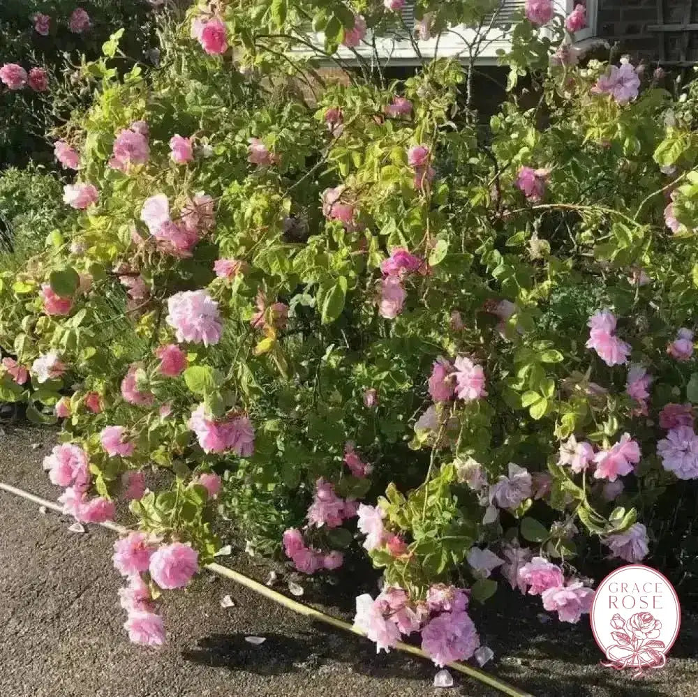 Kazanlik Damask Potted Rose Bush