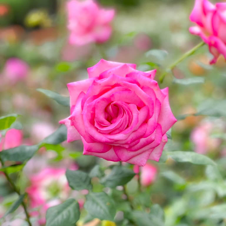 Kordes® Perfecta Potted Rose Bush