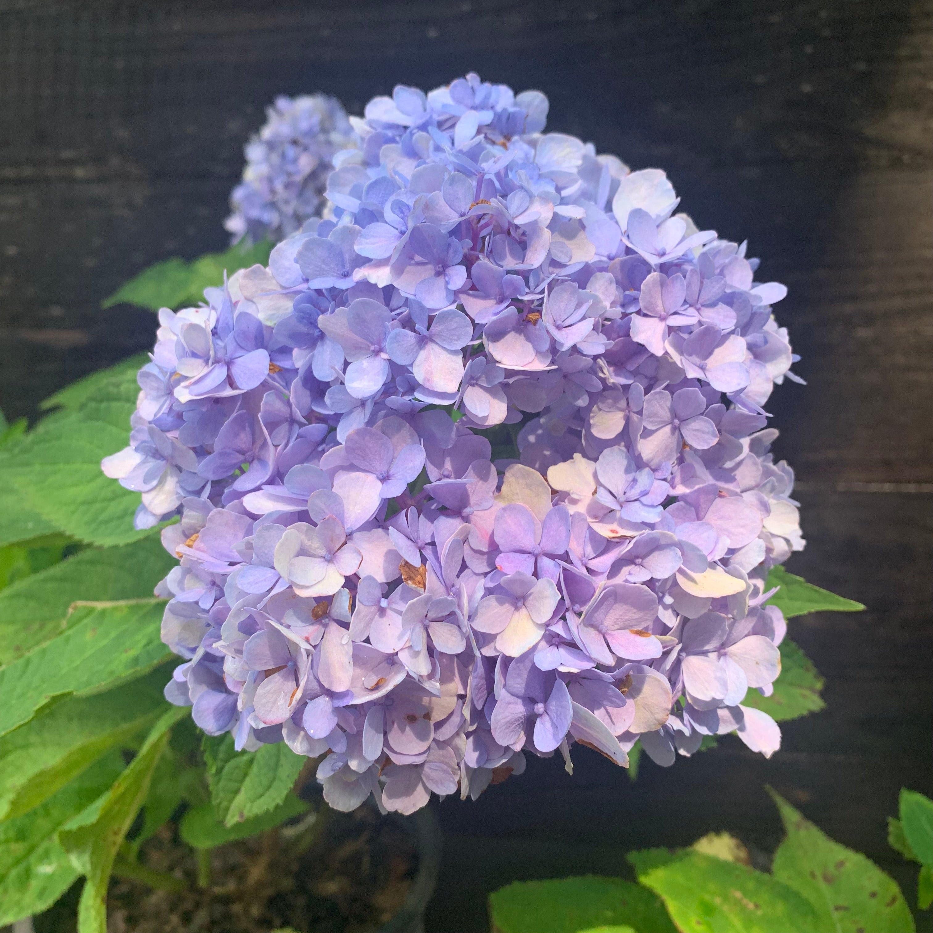 Hydrangea Nikko Blue Potted Hydrangea Plant
